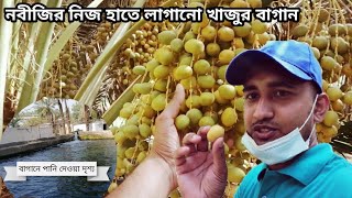 নবীজির নিজ হাতে লাগানো সেই খাজুর বাগান।