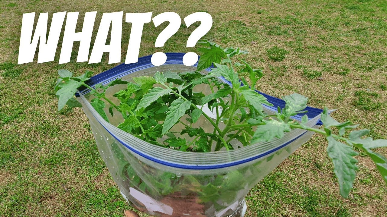 Winter Gardening Hack: Growing Tomatoes and Peppers in Freezer Bags Works!