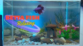 Relaxing Betta Fish Swim  Peaceful Aquarium Moments screenshot 4