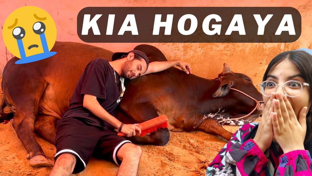 Sab pareshaan hogaye thy😭 Cow ko kia hua