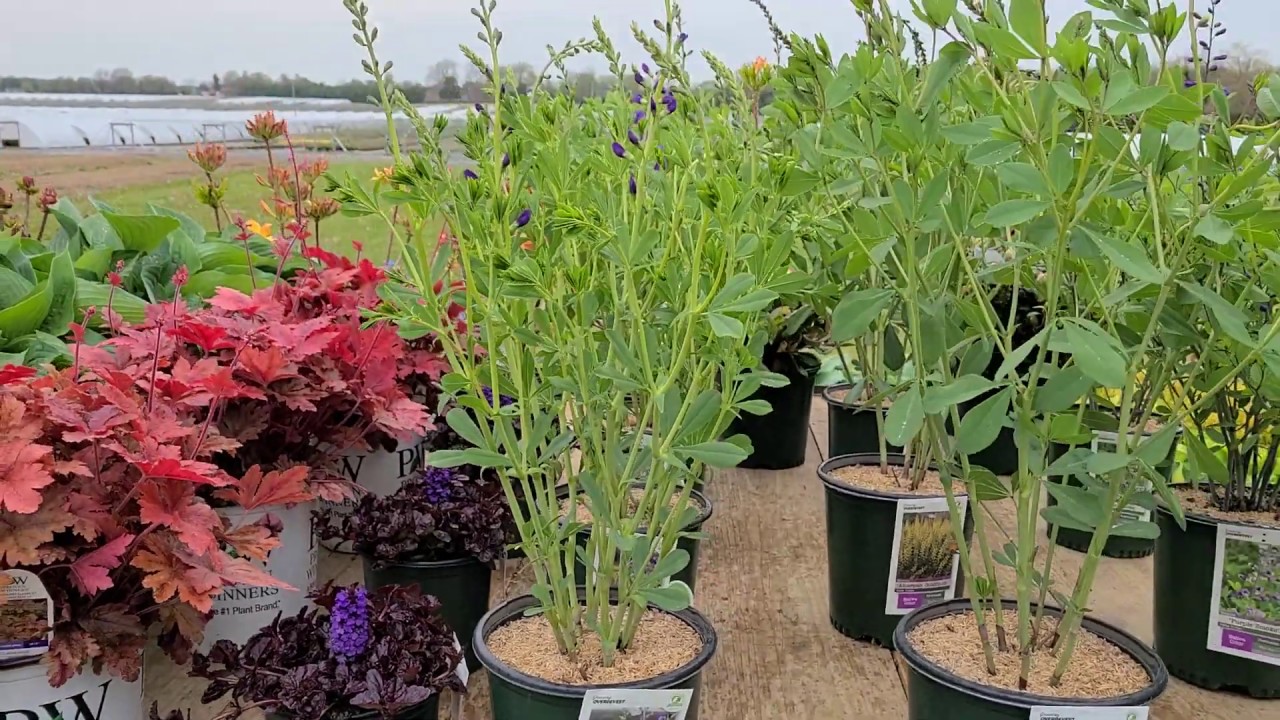 Baptisia australis + 'Purple Smoke' + 'American Goldfinch' (False Indigo) // Easy NATIVE Color!