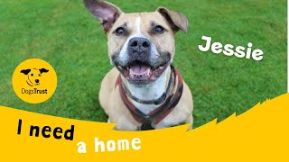 Jessie The Joyful Staffie Cross Dogs Trust Manchester