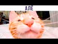 КОТА РАЗБУДИЛИ ))) Приколы с котами | Мемозг 768