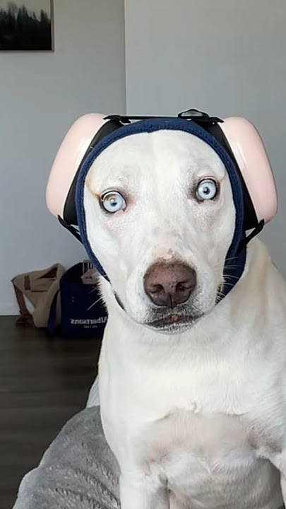 Preparing my dog for the 4th of July fireworks🇺🇸💥#dogshorts #funny #dog #summer #fourthofjuly