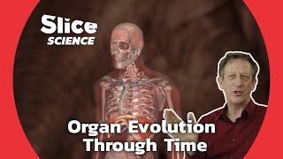 Tracing the Evolution of Our Organs from Ocean Depths to Human Form | SLICE SCIENCE