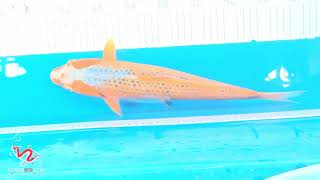 20260719_130719-191.2448