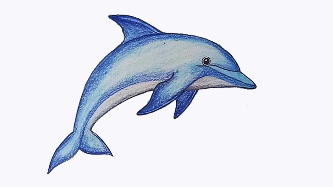 Dolphin drawing with pencil sketch | dolphin, Instagram, pencil, drawing,  video recording | Dear viewers hope you are very enjoy & satisfy watch this  video. In this video how to learn. Learn