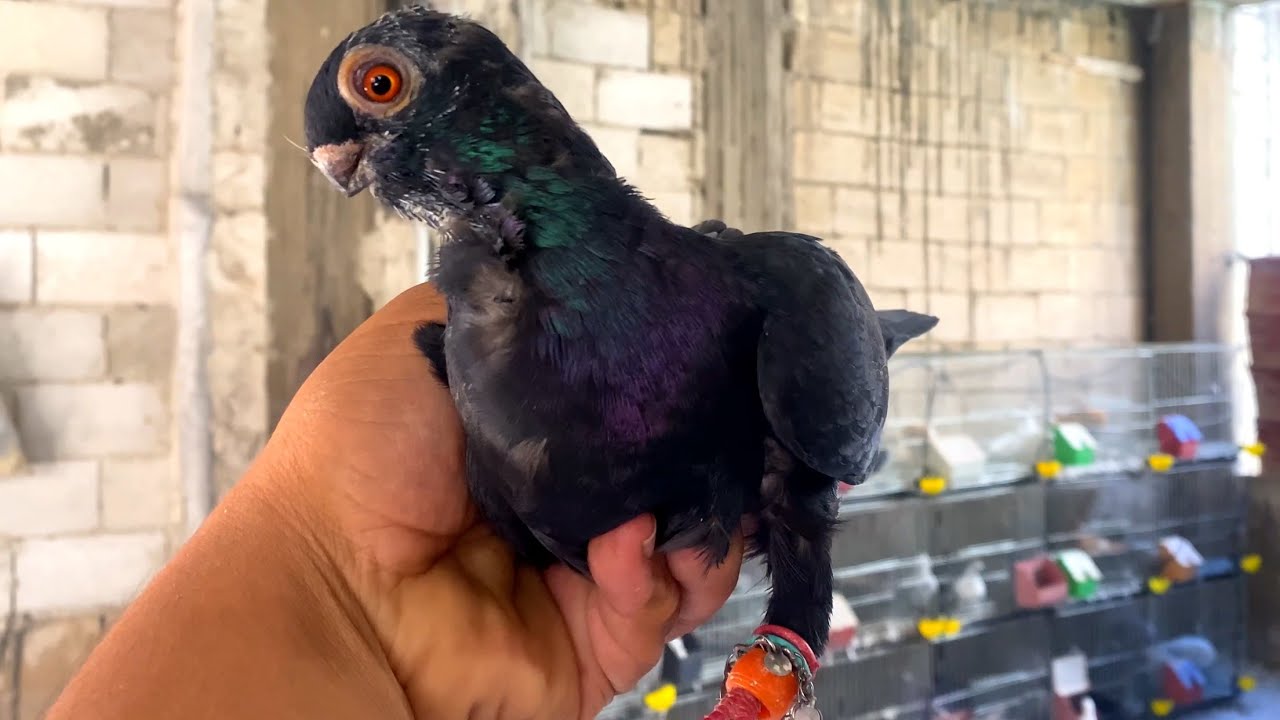 تعالو نشوف انتاج سطنولي الاصفر ع البولندية 🔥