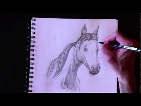 Dessiner Un Buste De Cheval Avec Paolo Morrone