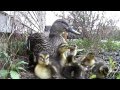 Ducklings leaving their nest with mama