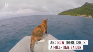 Sailing round the world with her cat