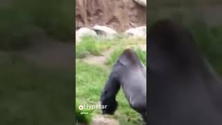 Wadau kocak dah nih bagamana dia berak