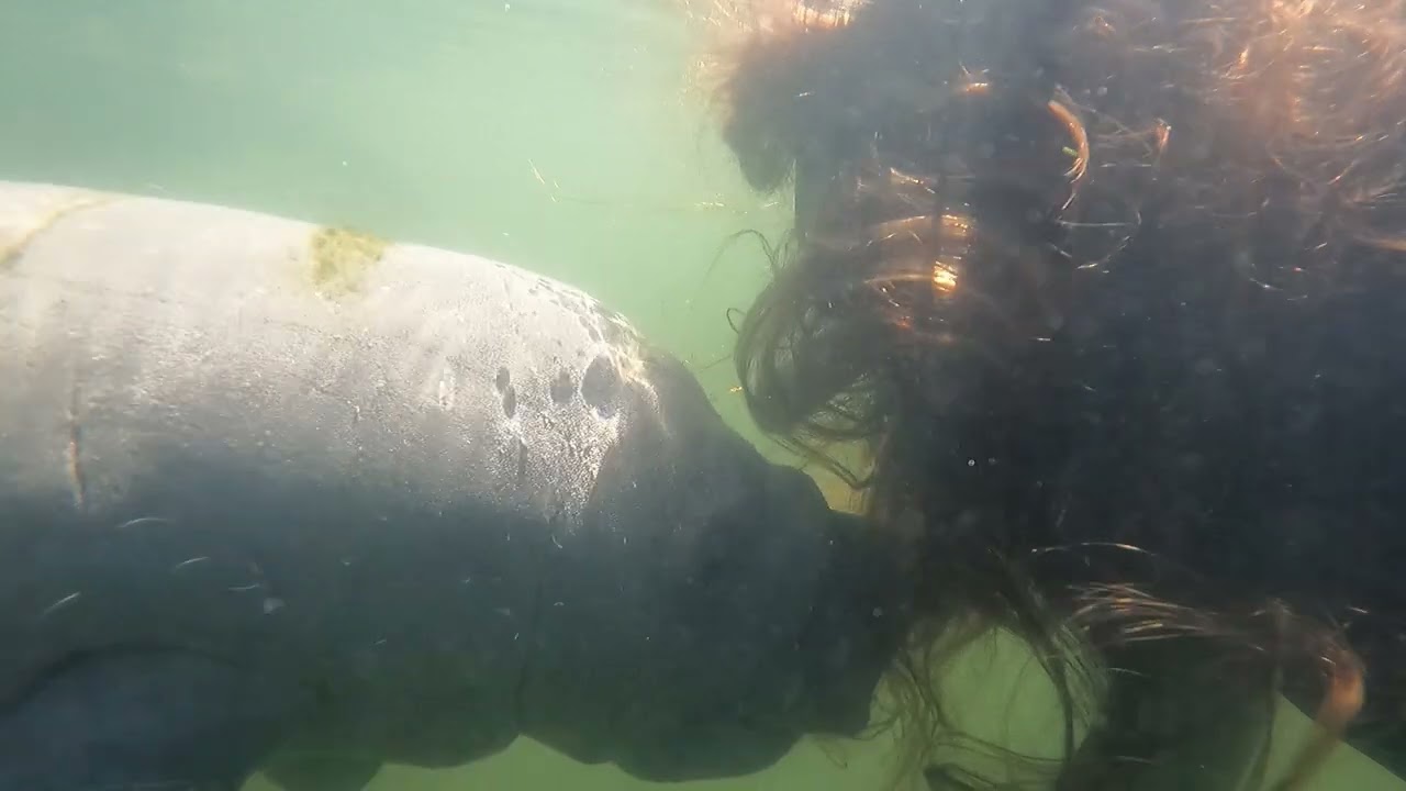 Manatee Tour  -- Crystal Springs Florida - Plantation Adventure Center
