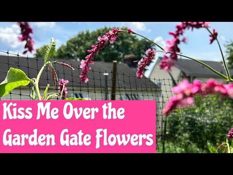 Video: Informații Kiss-Me-Over-The-Garden-Gate - Ce este planta Kiss-Me-Over-The-Garden-Gate