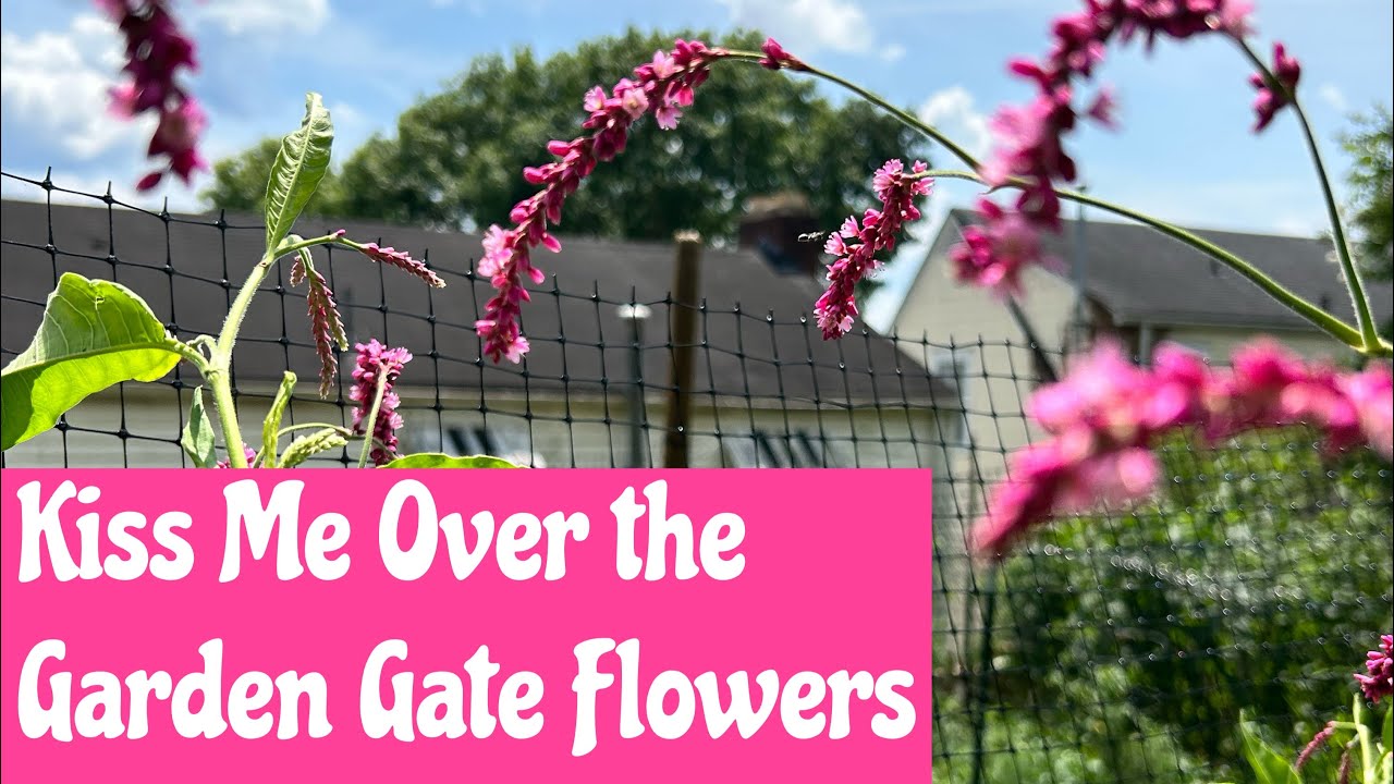 Kiss me over the Garden Gate. A wonderful addition to any cottage garden gardening flowers 