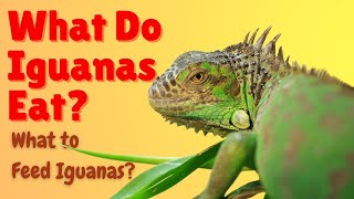What Do Iguanas Eat - What To Feed Iguanas - What Do Green Iguanas Eat