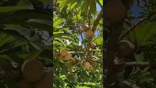 ¿Sabías qué el Mamey tarda año y medio en el árbol? #shorts #mamey #sapote