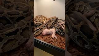 My Burmese Pythons Disturbing Diet A Piglet