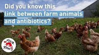 The Shocking Truth About Factory Farms and Medicines | FOUR PAWS | [SUBS]