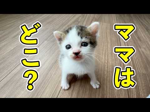 Rescued a one-week-old kitten that got separated from its mom