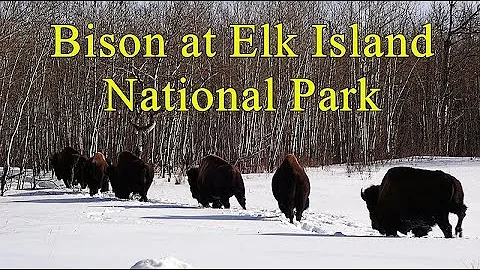 Wood Bison vs Plains Bison (Elk Island National Park, Alberta, Canada)