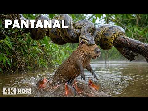 PANTANAL SALVAJE | El Reino de los Depredadores Ocultos | Documental Completo