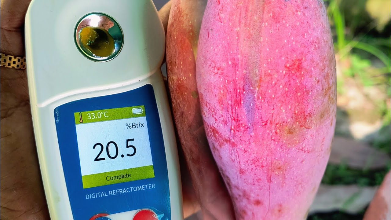 Xi Shi vs Hong Siang Red dragon mango, test TSS review,