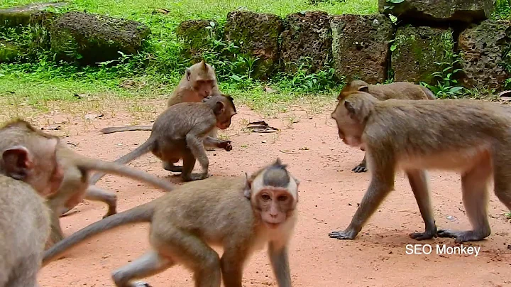 all babies monkeys alway when they meets they are like to friendly funnies style very happy.