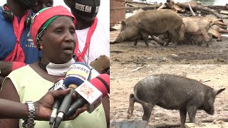 Déguerpissement des éleveurs de Porc à Pikine:les porchers très remontés contre le Maire de Thiaroye