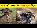 ये जीव एक दूसरे के खून के प्यासे क्यों होते हैं ? EAGLE VS SNAKE , EAGLE VS CAT,  Hawk VS Iguana