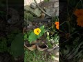 Cartucho amarillo (calas)