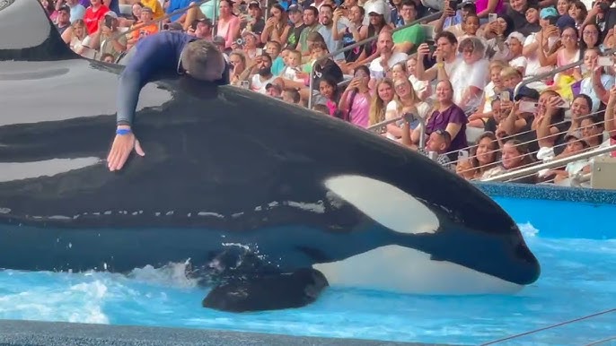 Orca Encounter Highlights from June 1st, 2023 - YouTube
