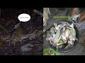 Berburu pelanduk vs berburu punai #berburumalam