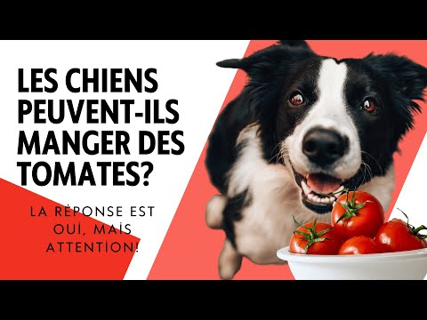 Vidéo: Les chiens peuvent manger des tomates?