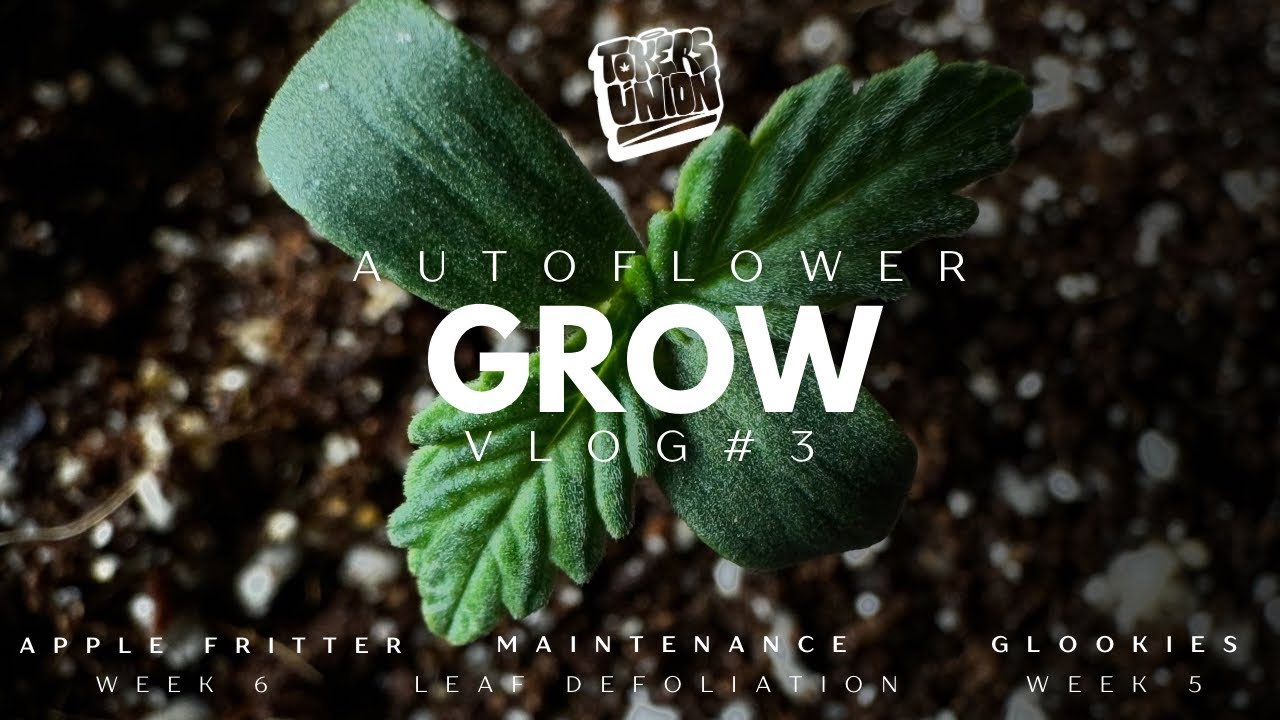 How to Grow Cannabis With Leaf Defoliation Techniques