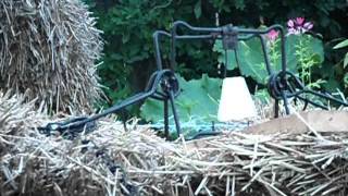 Arrow Shot Through 220 Conibear