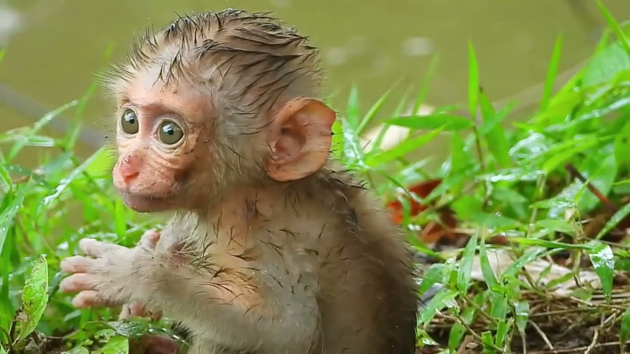 Today it rains heavily. Bongo runs out to find flowers, grass, and eats baby monkeys to love.