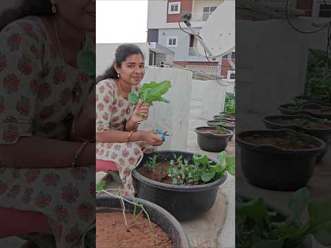 grow bags+ seeds ✨ very reasonable price ✨ Meesho