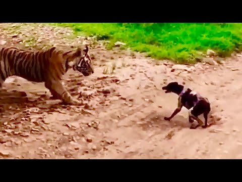 Tiger attacks and kills stray dog. Carries off to eat. - YouTube