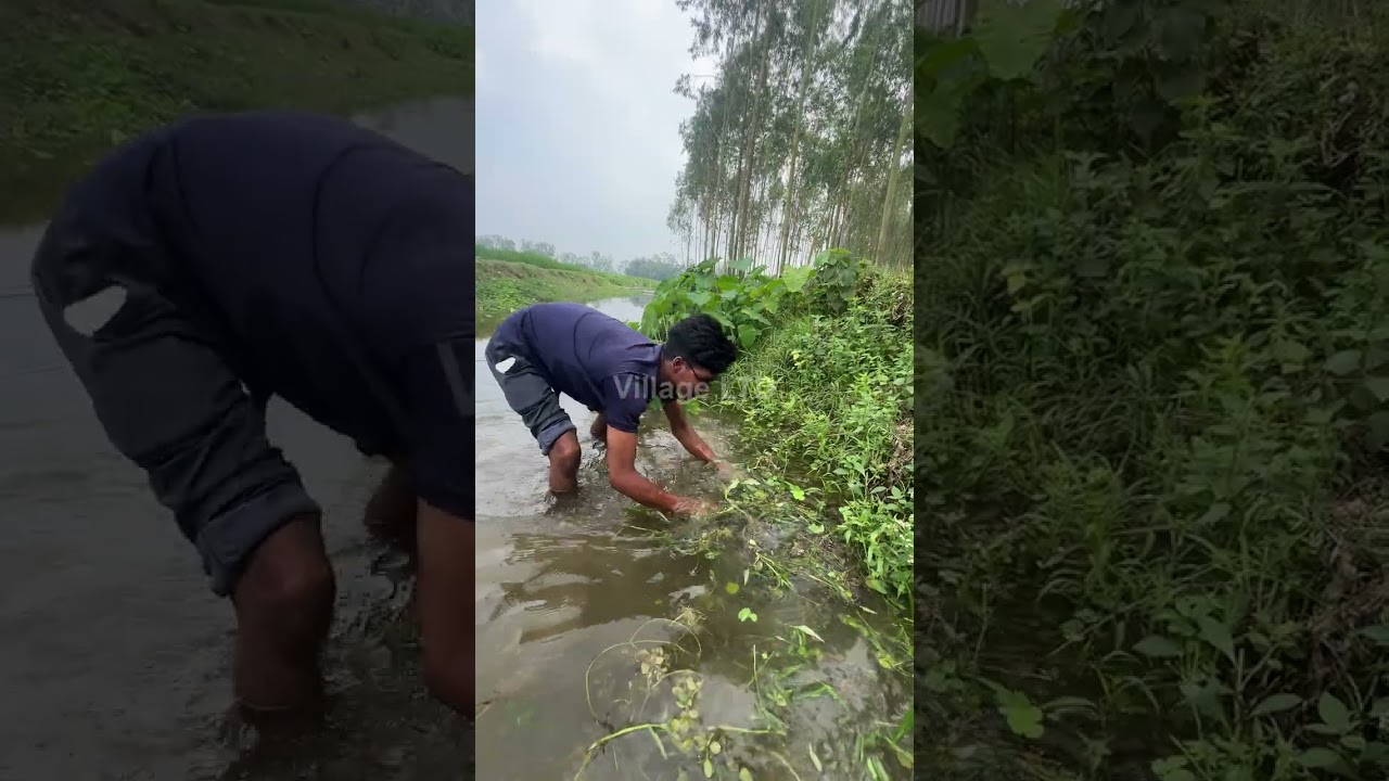 🎣 Fishing for LIFE in a Desi Village | A Day of Traditional Fishing in Rural Life 🌾 Village Ltd