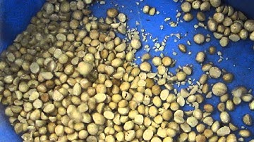 Macadamia Nuts Color Sorting Machine