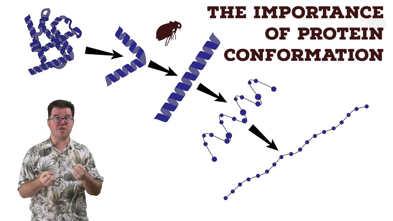 The Importance of Protein Conformation YouTube