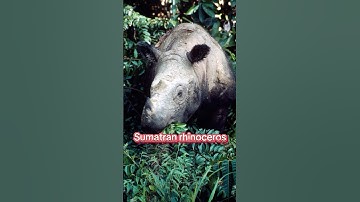 Planet Zoo DLC ideas! Jungle Animal Pack #planetzoo #shorts #fyp