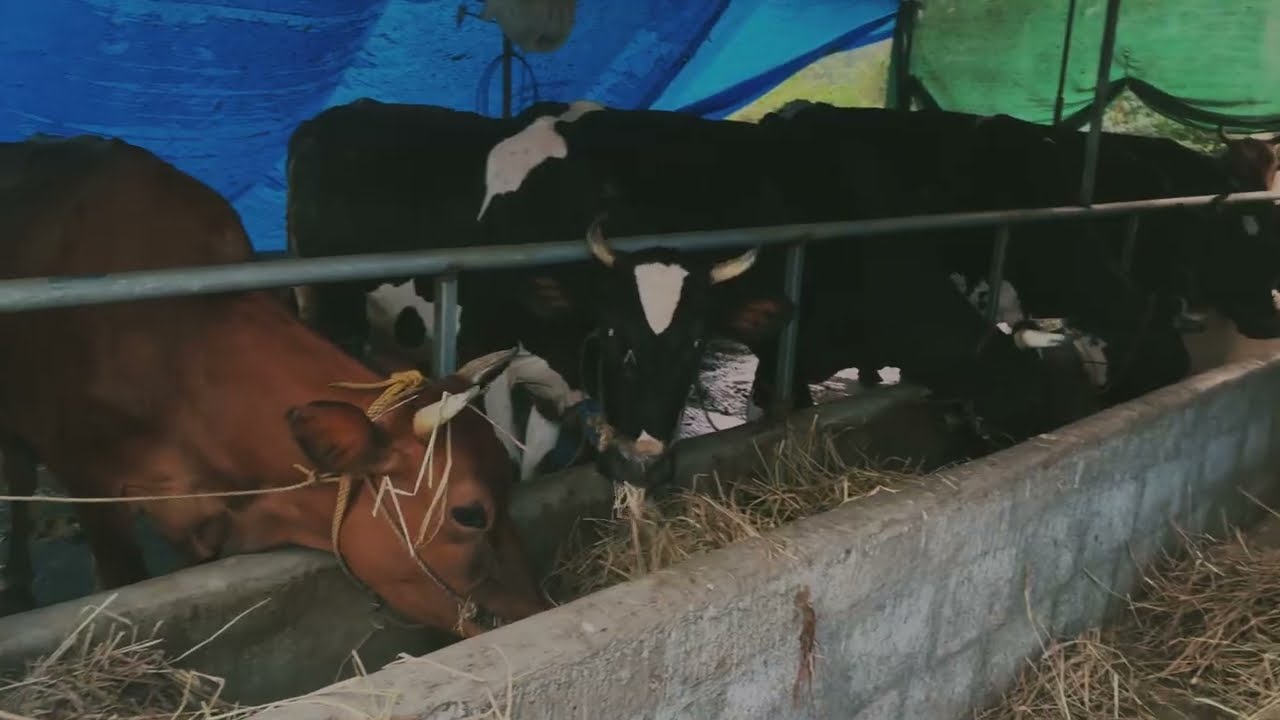 കുരിശ്ശേരി ഡയറി ഫാം 🥰നമ്മടെ റോളേട്ടന്റെ പശു വളർത്തൽ 🔥