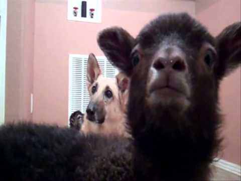 Awesome lamb - Yeah!