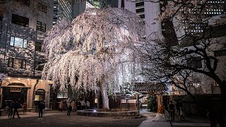 しだれ桜、ビルの谷間で満開東京・新宿の常圓寺でライトアップ再開