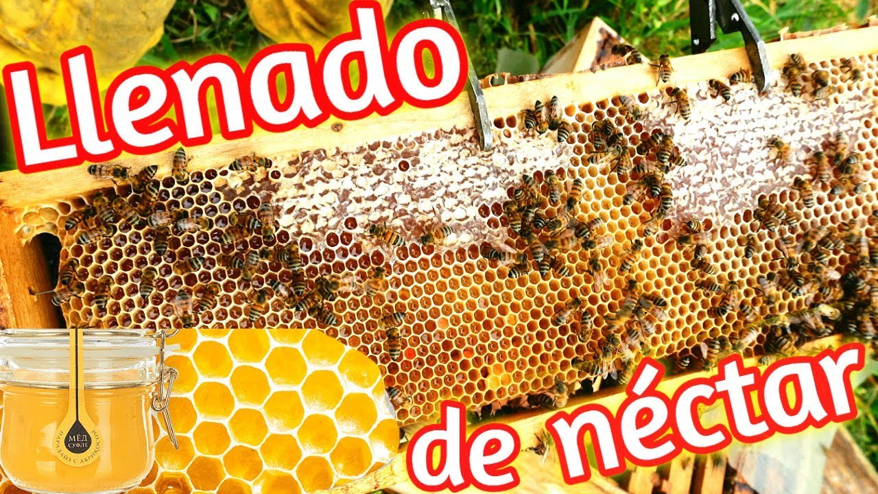 🐝 Entrada de Néctar en la Colmena 👉 | Pre-Cosecha de Miel 🍯