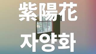 다음 사람에게도, 행복을☔️: 이혼전설 - 자양화(紫陽花, Honesty) [가사/발음/한글 자막/해석]