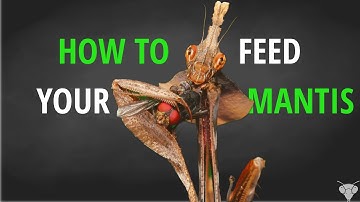 How to Feed Your Praying Mantis Fruit Flies