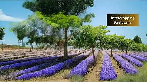 Paulownia Trees Combating Desertification #reforestation #plantingtrees #trees #paulownia #desert